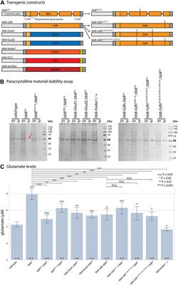 A comparative analysis of fruit fly and human glutamate dehydrogenases in Drosophila melanogaster sperm development